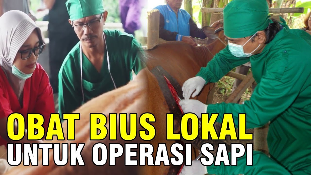 
                                 Obat-Sapi-Bedah-Operasi-Akibat-Luka